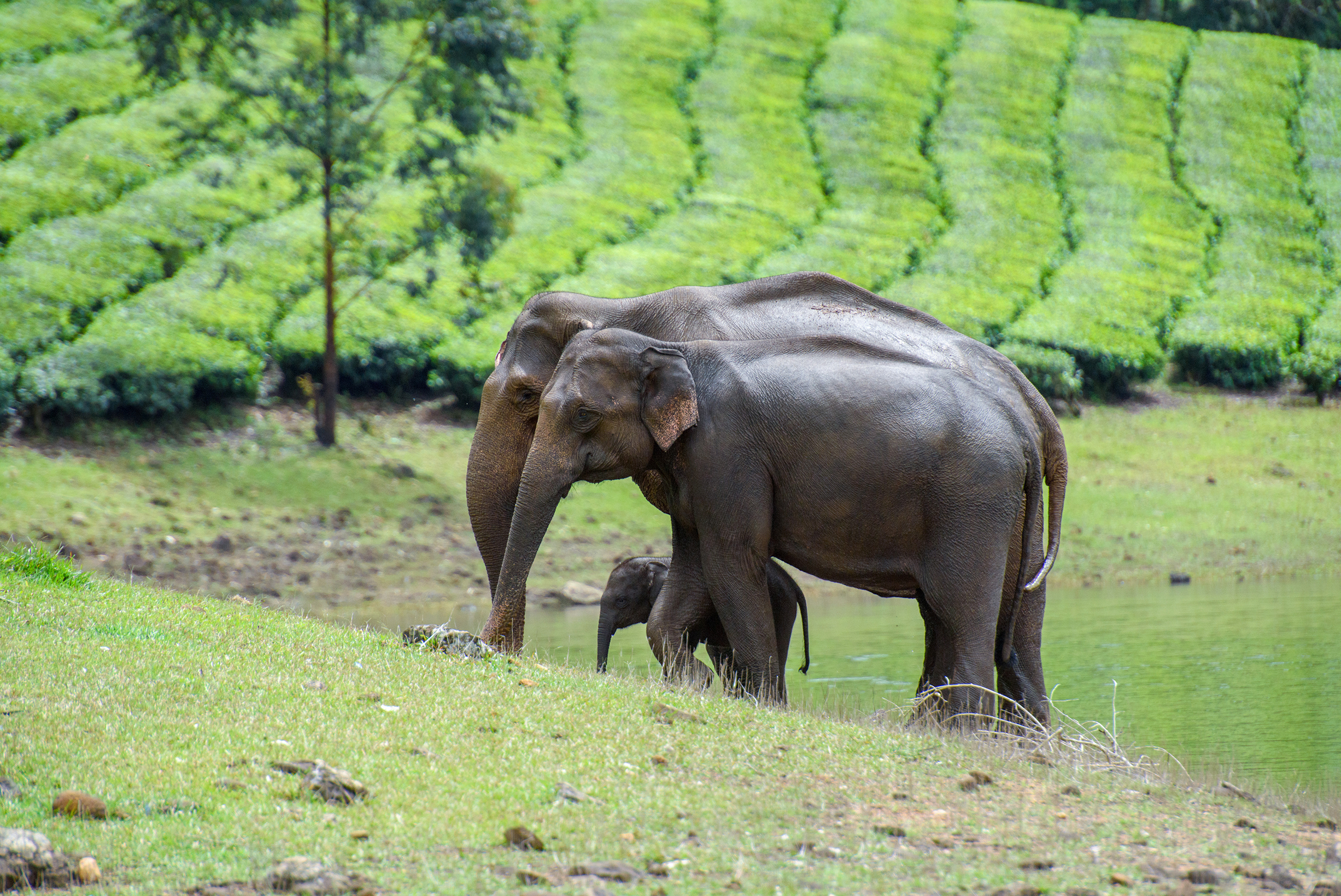 Elephant family in Kerala Best places to see elephants with your family in India