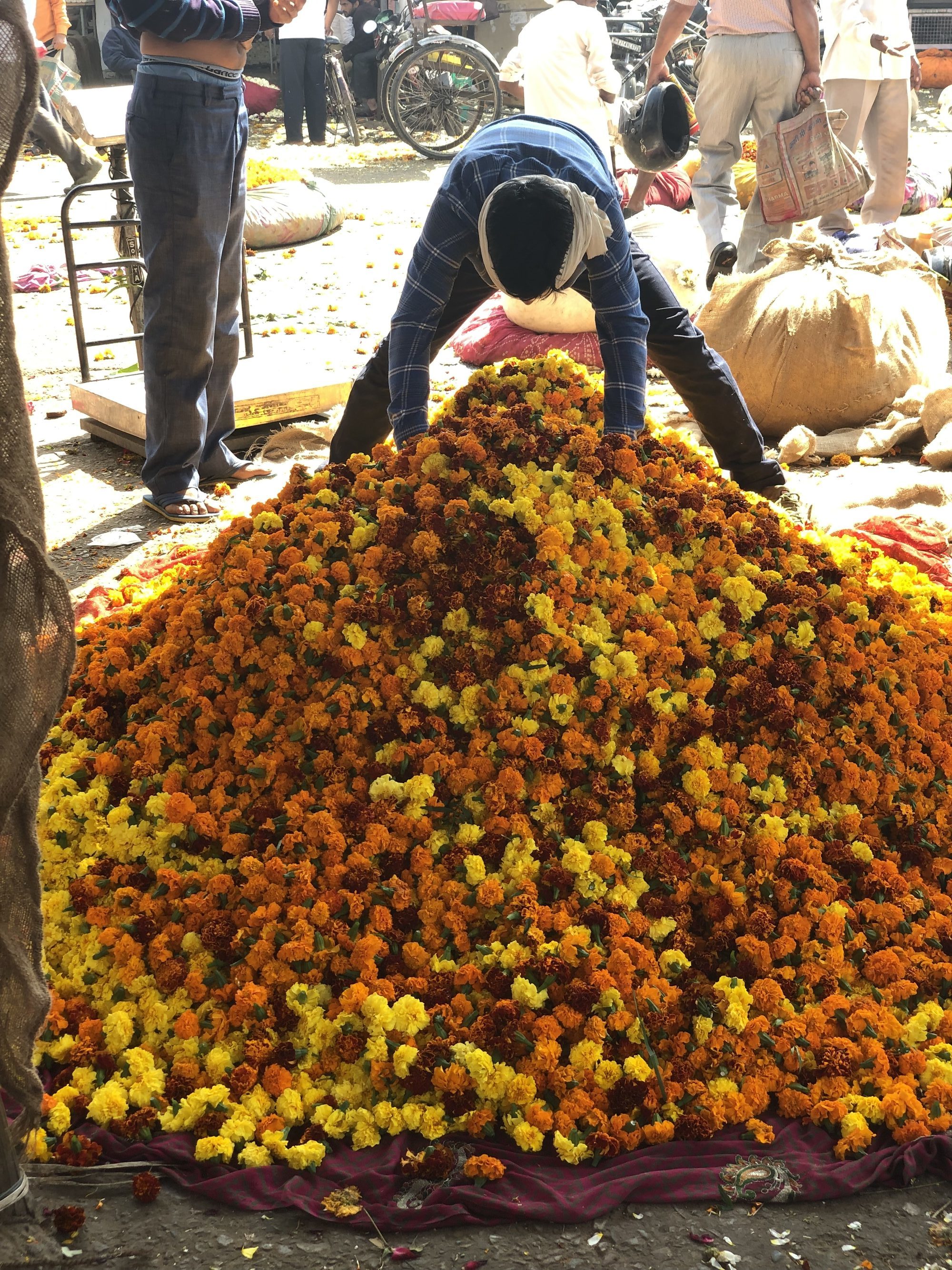 Marigolds at Holi Festival Marigolds at Holi Festival