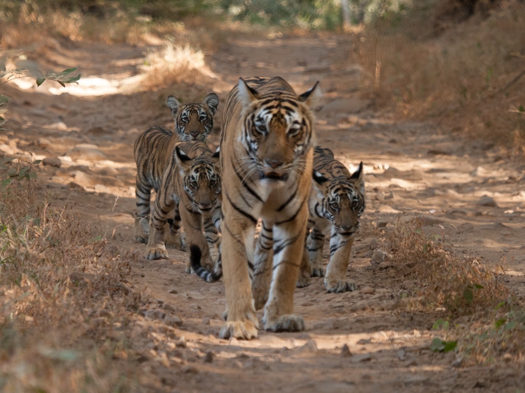 Tigers in Rajasthan in India Tigers in Rajasthan in India