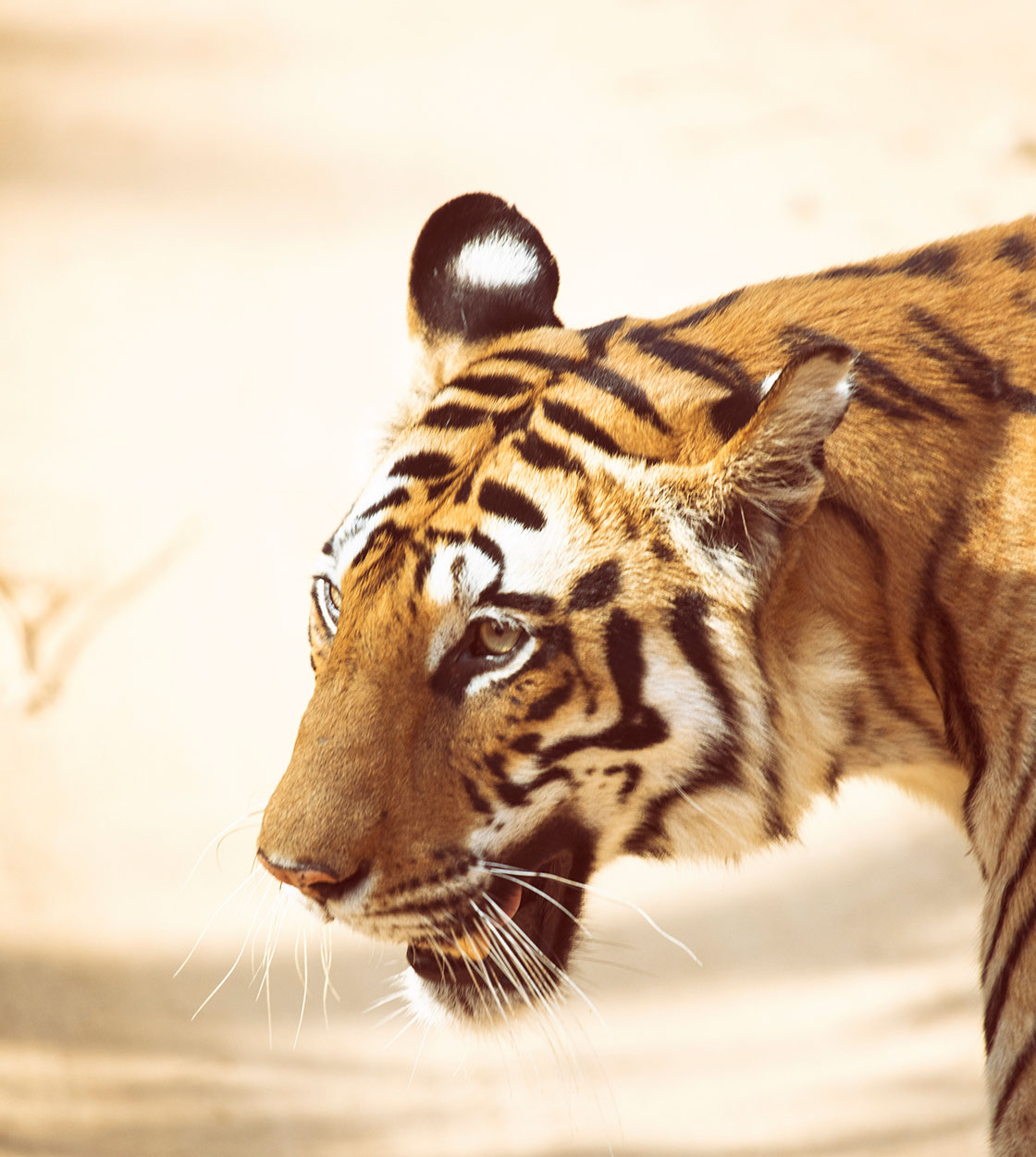 Tiger How to spot tigers in India