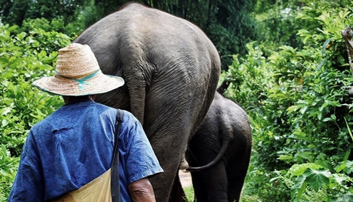 Laos Elephants Walk with elephants in Laos