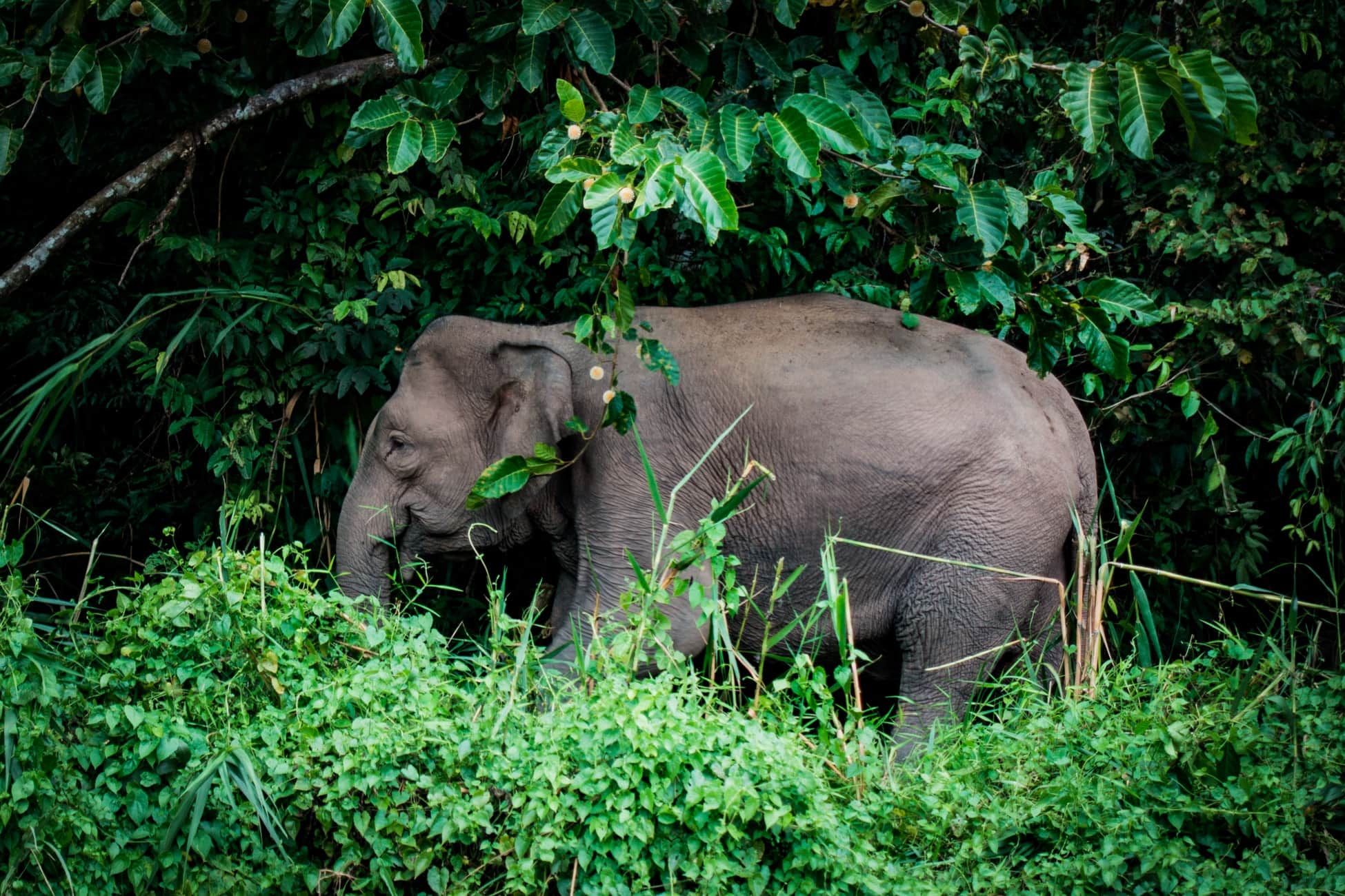 Pygmy Elephant Unsplash Ethical elephant experiences in Asia