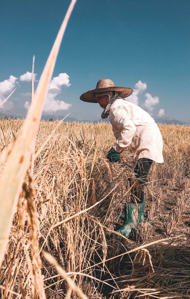 Chiang-Rai Rice harvest in northern Thailand