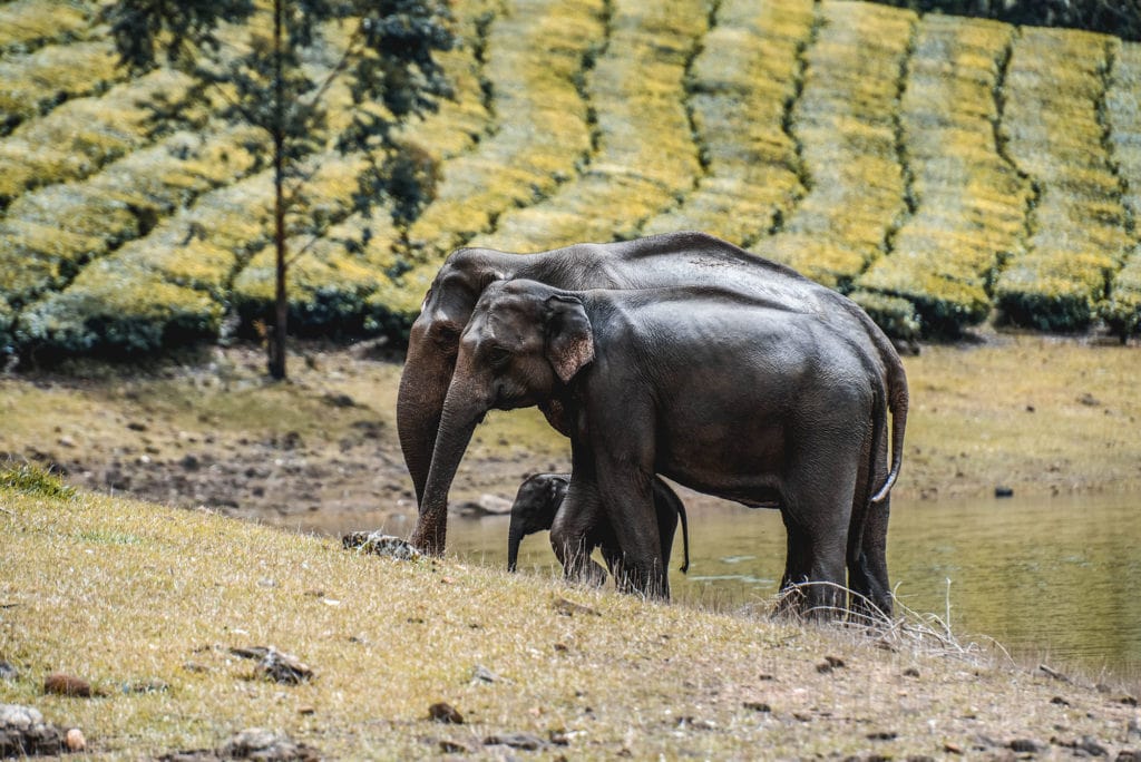 Damon Kerala India Elephants Elephants in Kerala