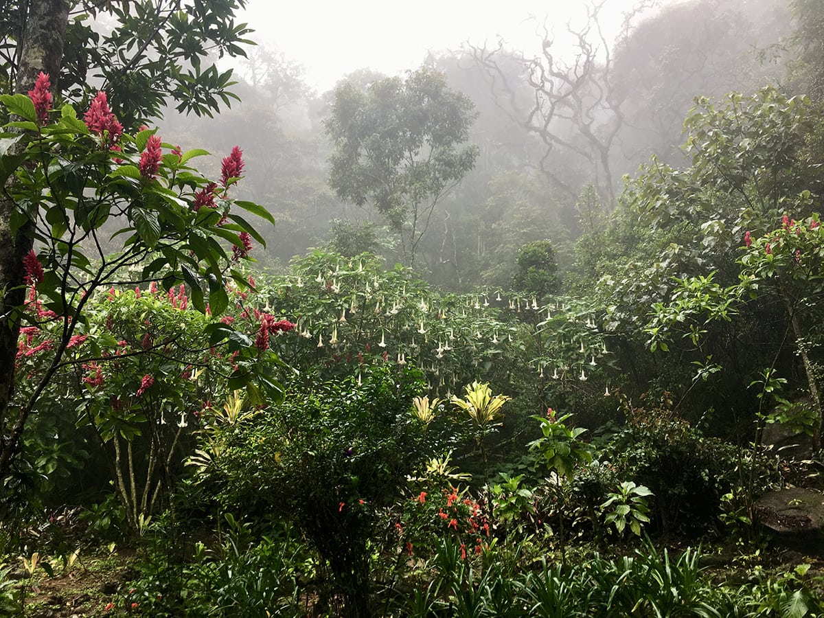 Loolecondera Tea Plantation Kandy Loolecondera Tea Plantation Kandy