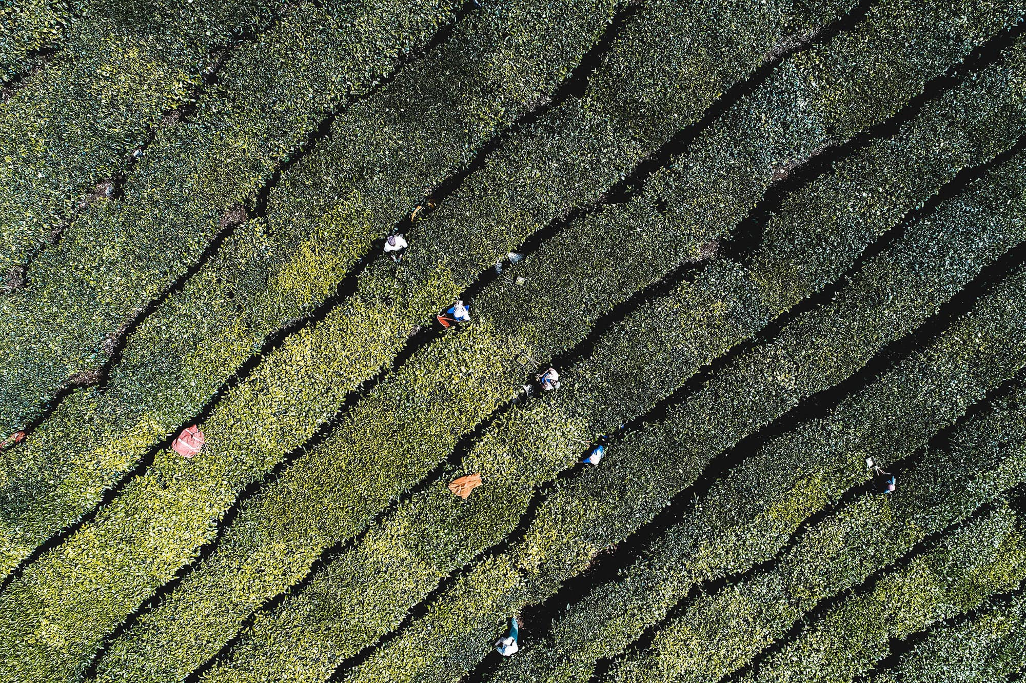 Meghamalai Damon Tea Kerala India Aerial view of tea plantation in Kerala