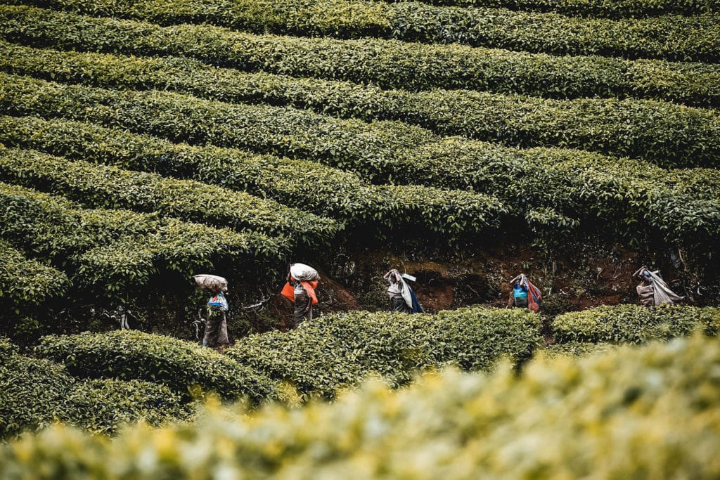 Meghamalai-_8496-Small