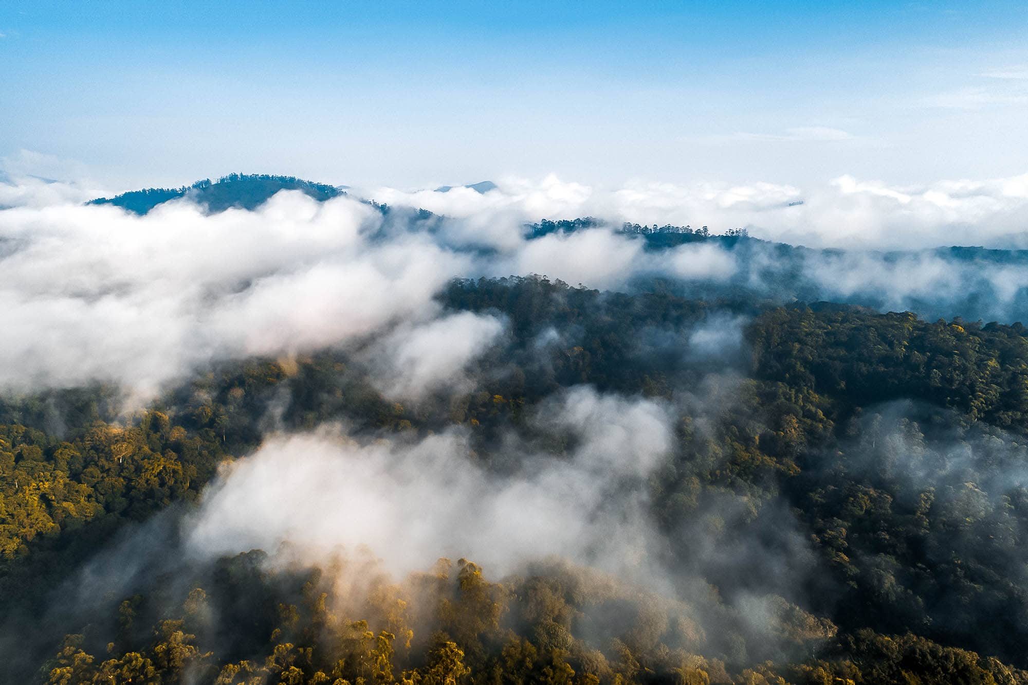 Damon Periyar Kerala India Clouds above the forest in Periyar National Park, Kerala