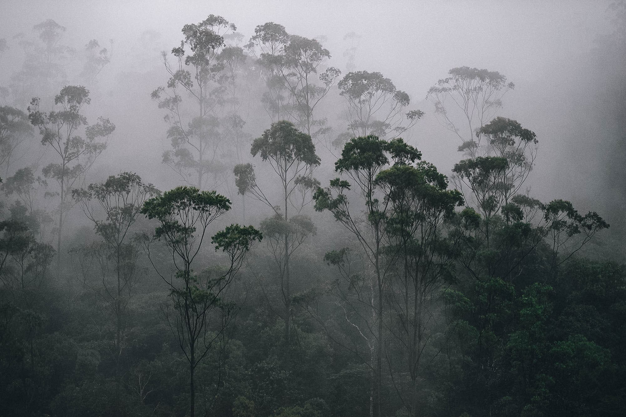 Damon Periyar Kerala India Misty rainy weather in the heart of Periyar National Park, Kerala