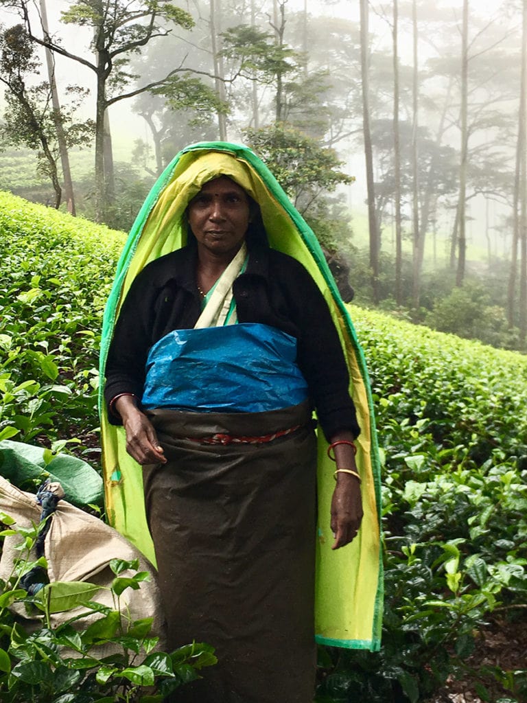 Tea Picker Lady Tea pickers in Sri Lanka