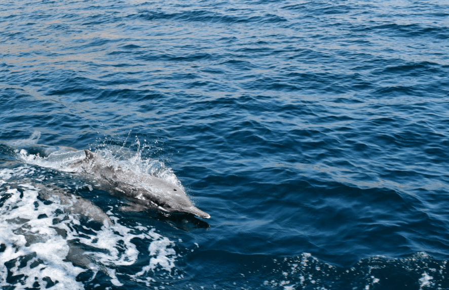 Spotting dolphins in Oman Dolphin spotting in Oman
