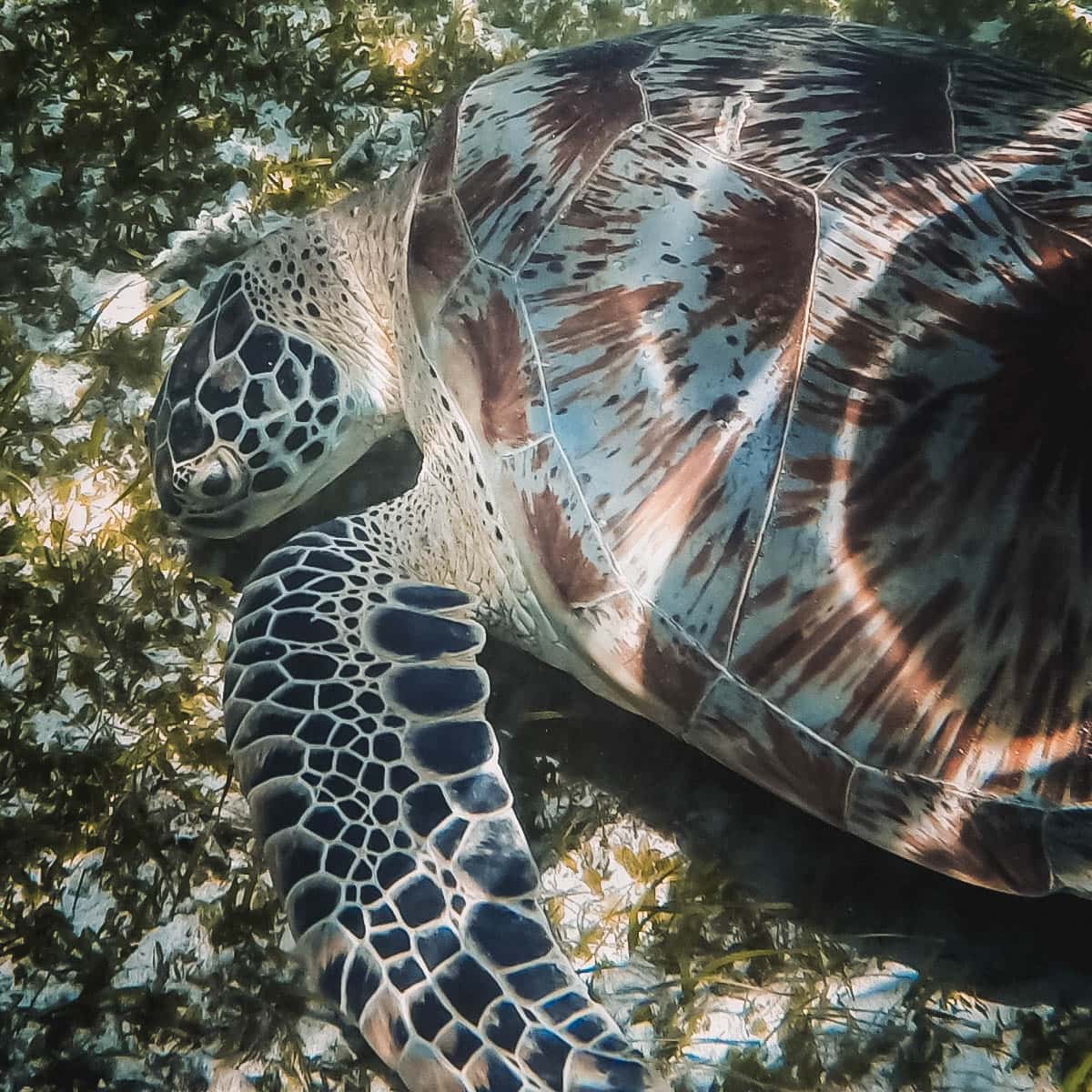 Turtle Sea turtle off the coasts of Borneo