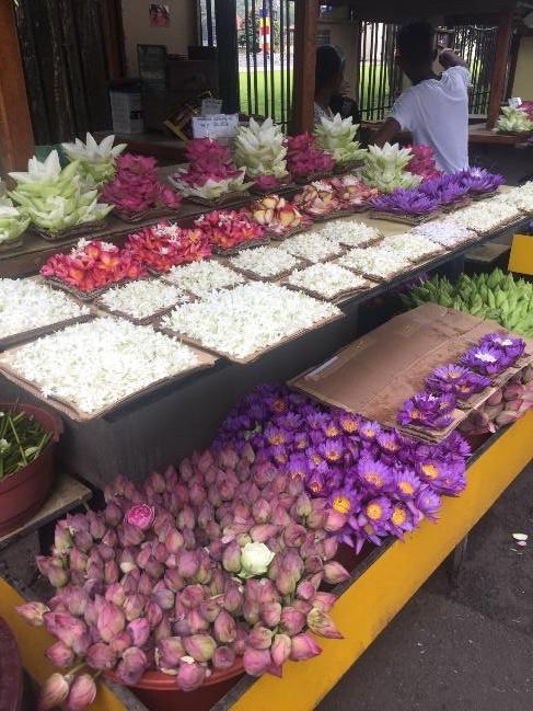Sri-Lanka-Flowers Lotus Flowers in Sri Lankan market