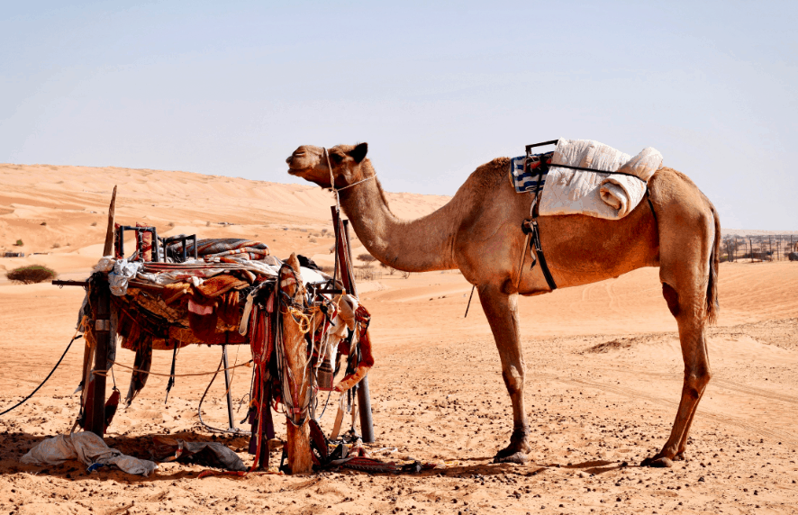 Camel in desert Oman A camel in the desert of Wahiba Sands in Oman