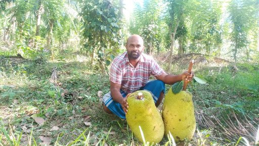 Chami tropical farm Giant jackfruits in Sri Lanka from Chauffeur guides organic farm