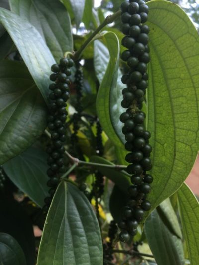 PHOTO-2020-04-08-11-33-23 Peppercorns in plantation in Sri Lanka