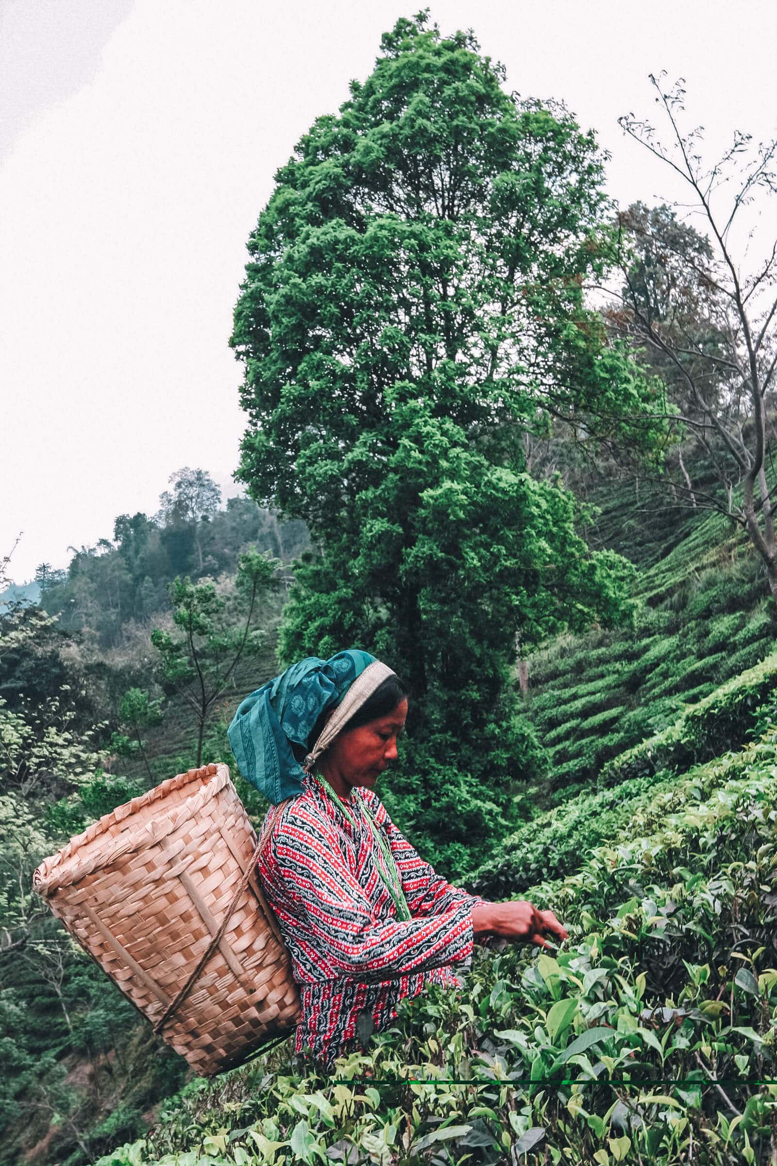 Glenburn Tea Plucker India Husna Tea picker in off the beaten track Bengal near Darjeeling