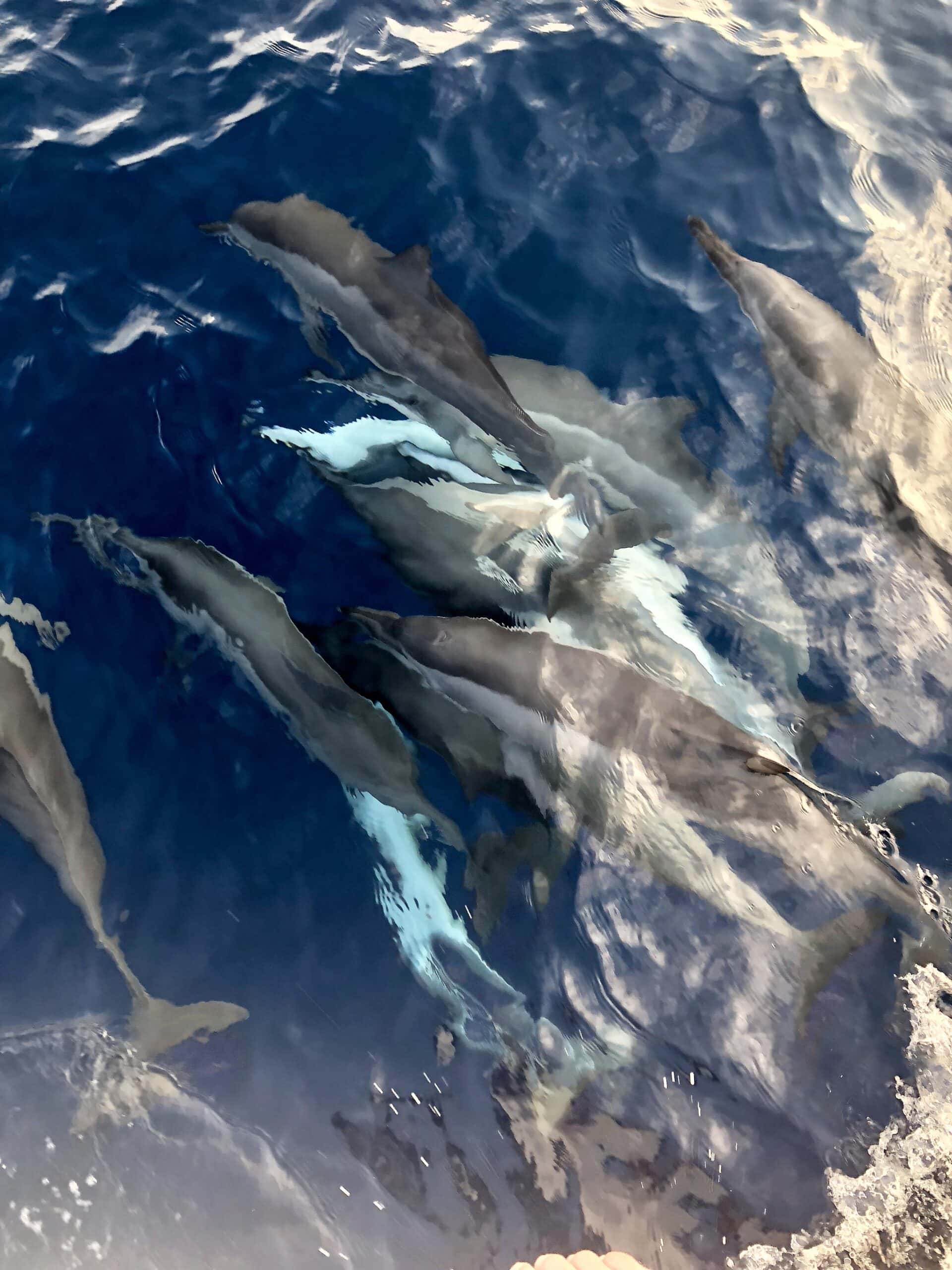 Dolphins in the Maldives Dolphin Cruise in the Maldives