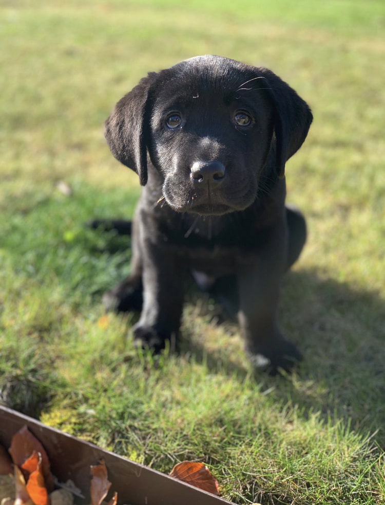 labrador puppy Black labrador puppy