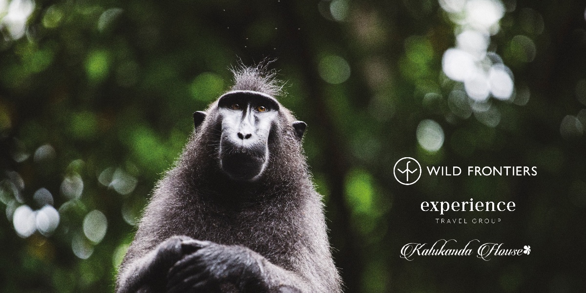 Black crested macaque with logos for Wild Frontiers, Experience Travel Group and Kalukanda House Black crested macaque with logos for Wild Frontiers, Experience Travel Group and Kalukanda House