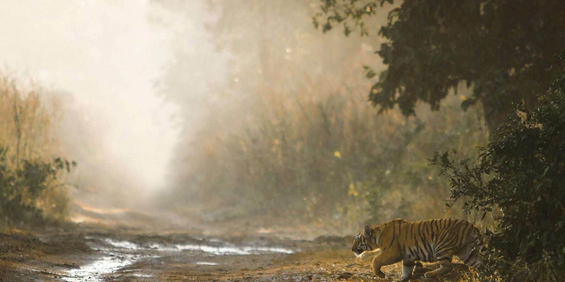 Tiger in India Tiger in India national park