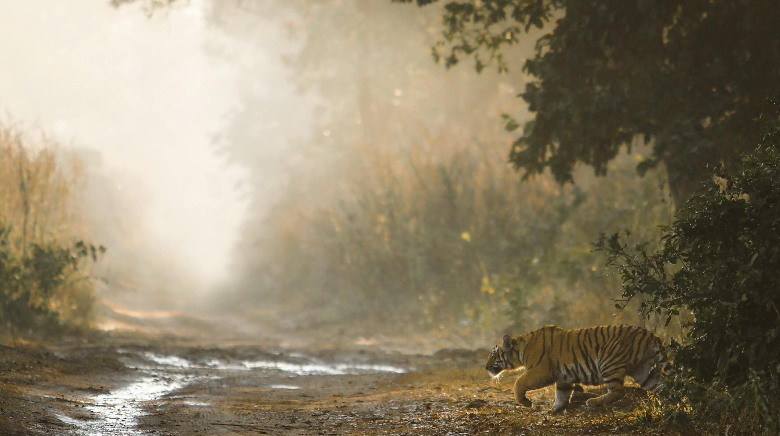 Tiger in India Tiger in India national park