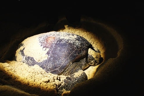 selingan turtle island beach borneo Selingan Island can get very crowded putting the health of Turtles at risk