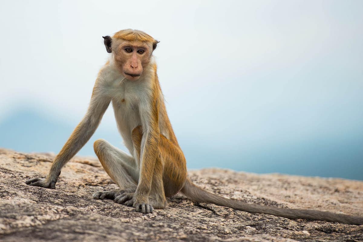 Monkey at the Mudhouse