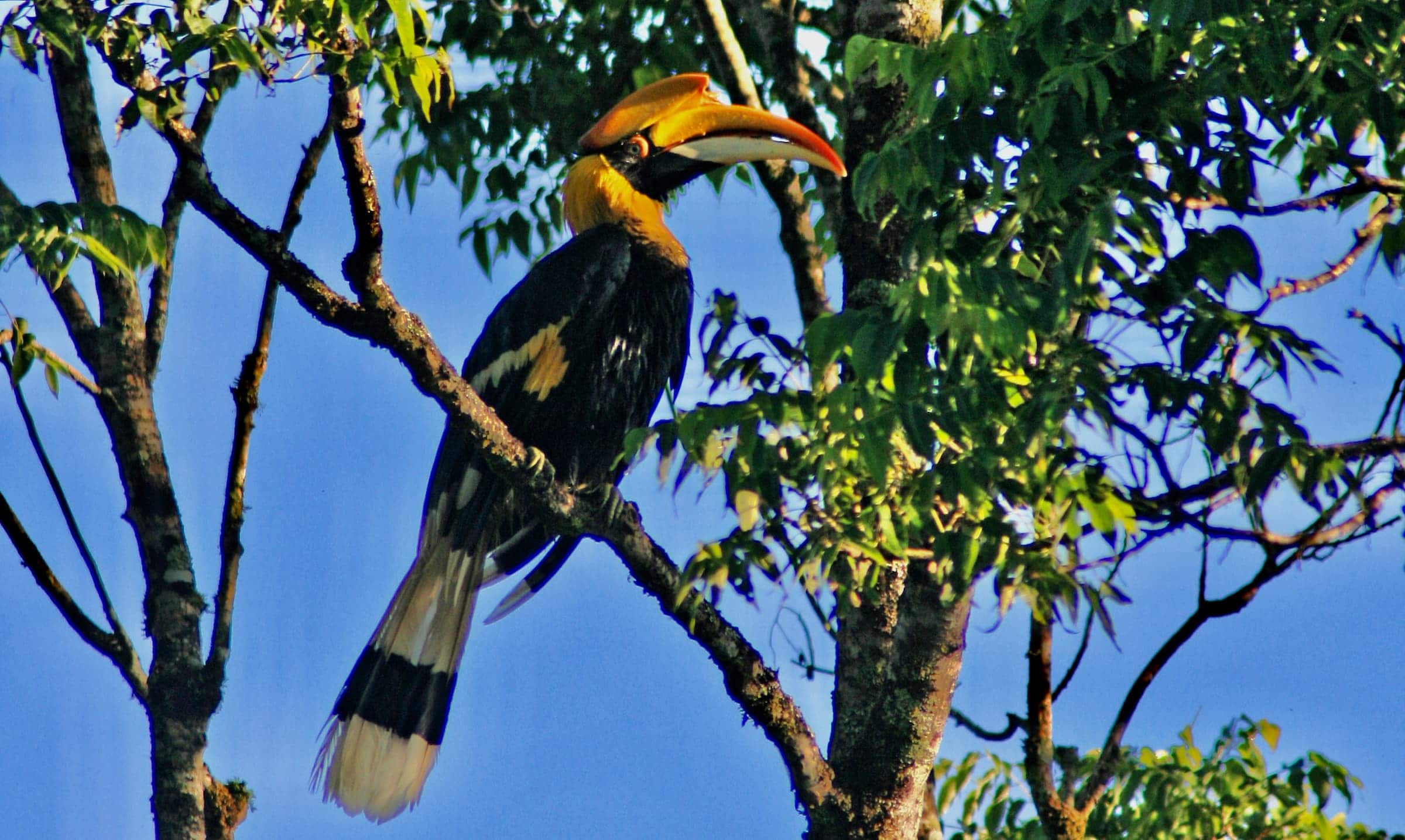 Great Indian Hornbill - 1 (5) Great Indian Hornbill on a branch in the canopy of a forest with blue sky as background