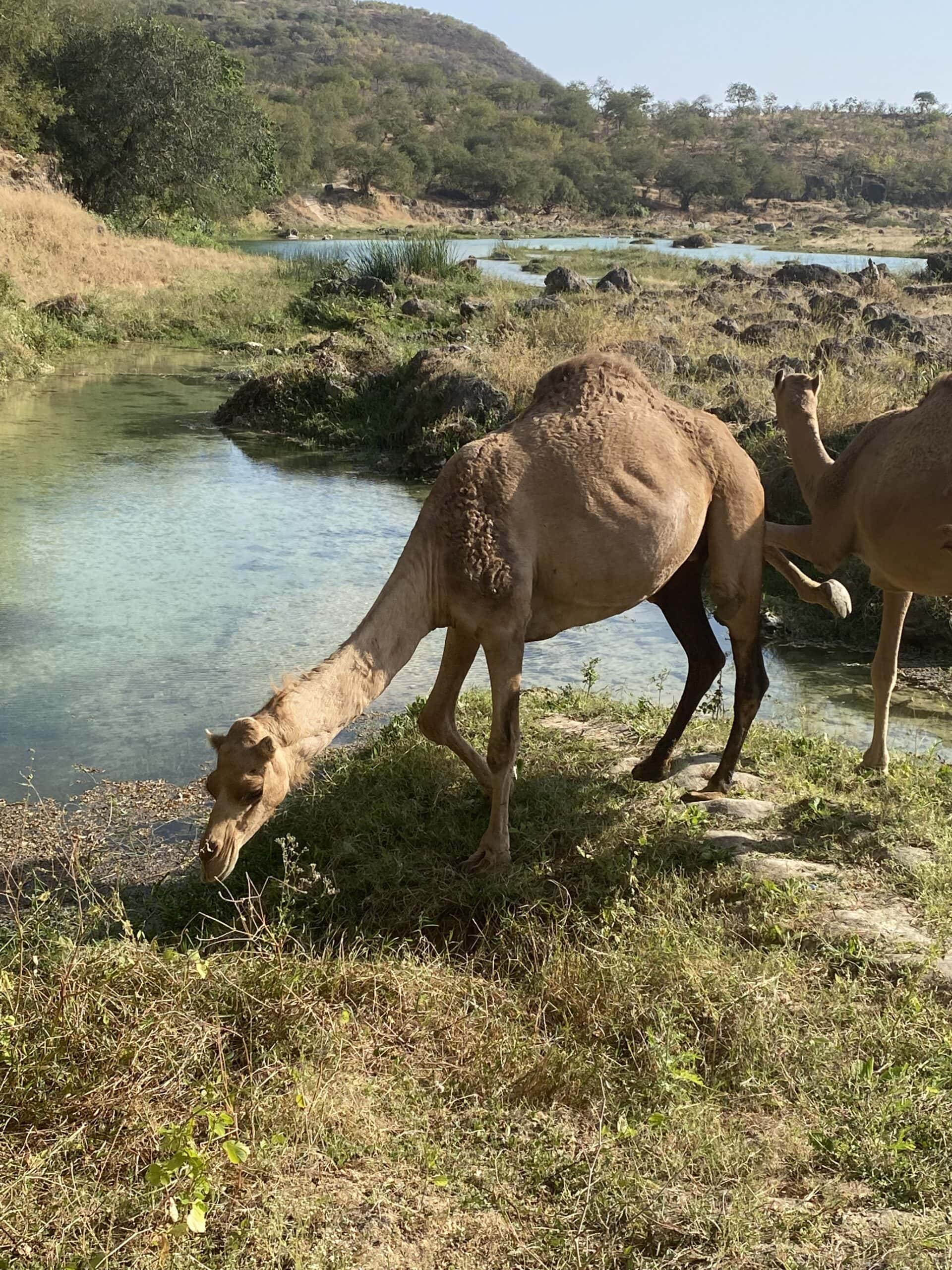 Camels in southern Oman Camels in southern Oman