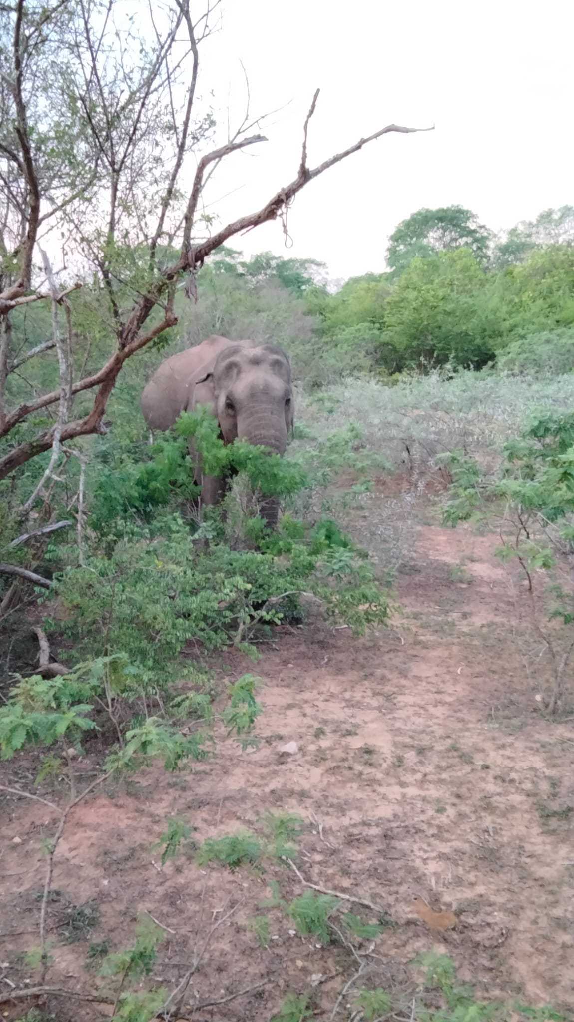 WhatsApp Image 2021-10-27 at 10.54.50 Elephant in Yala National Park amidst scrub
