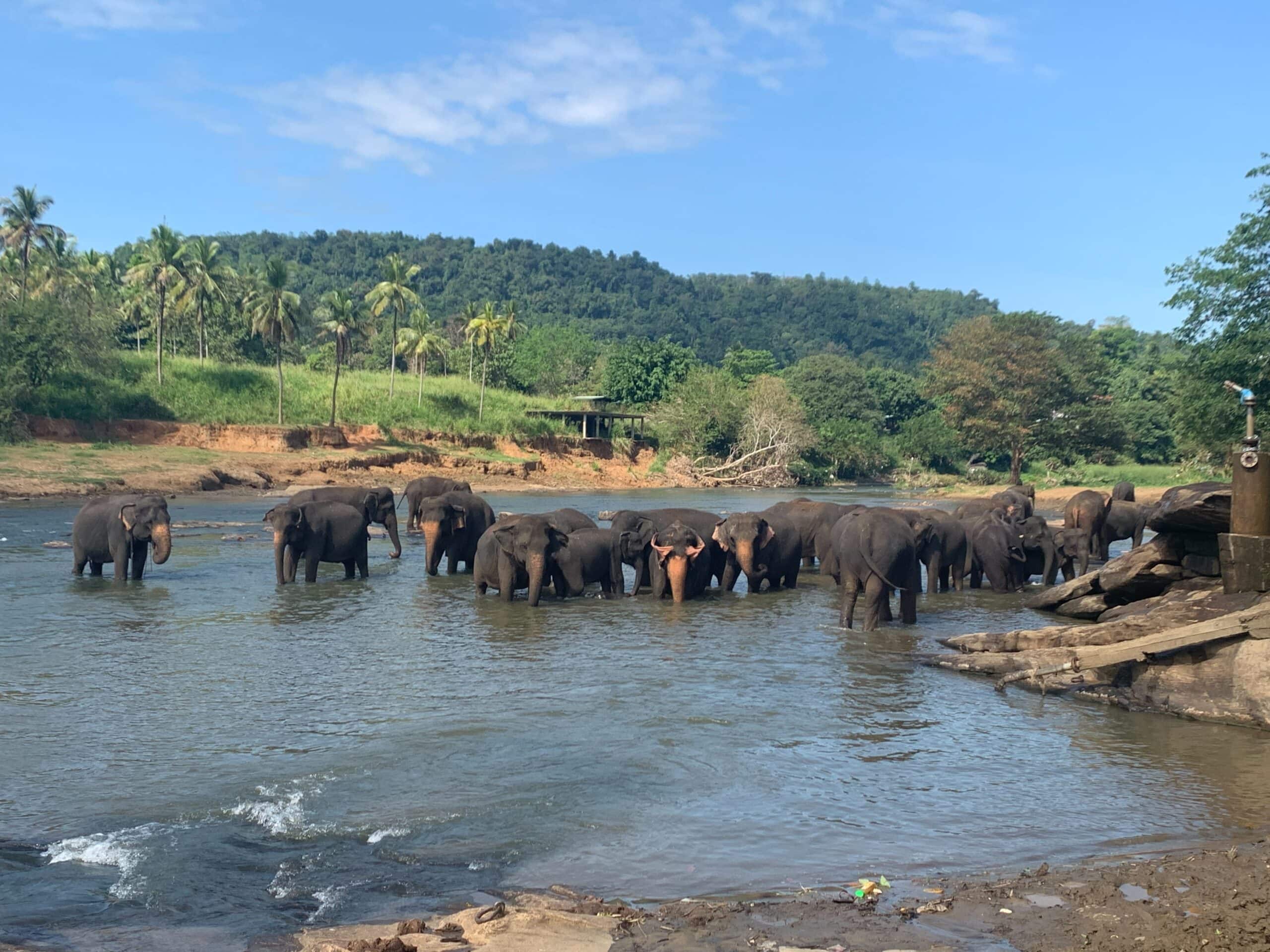 Pinnawala Elephant Orphanage Pinnawala Elephant Orphanage