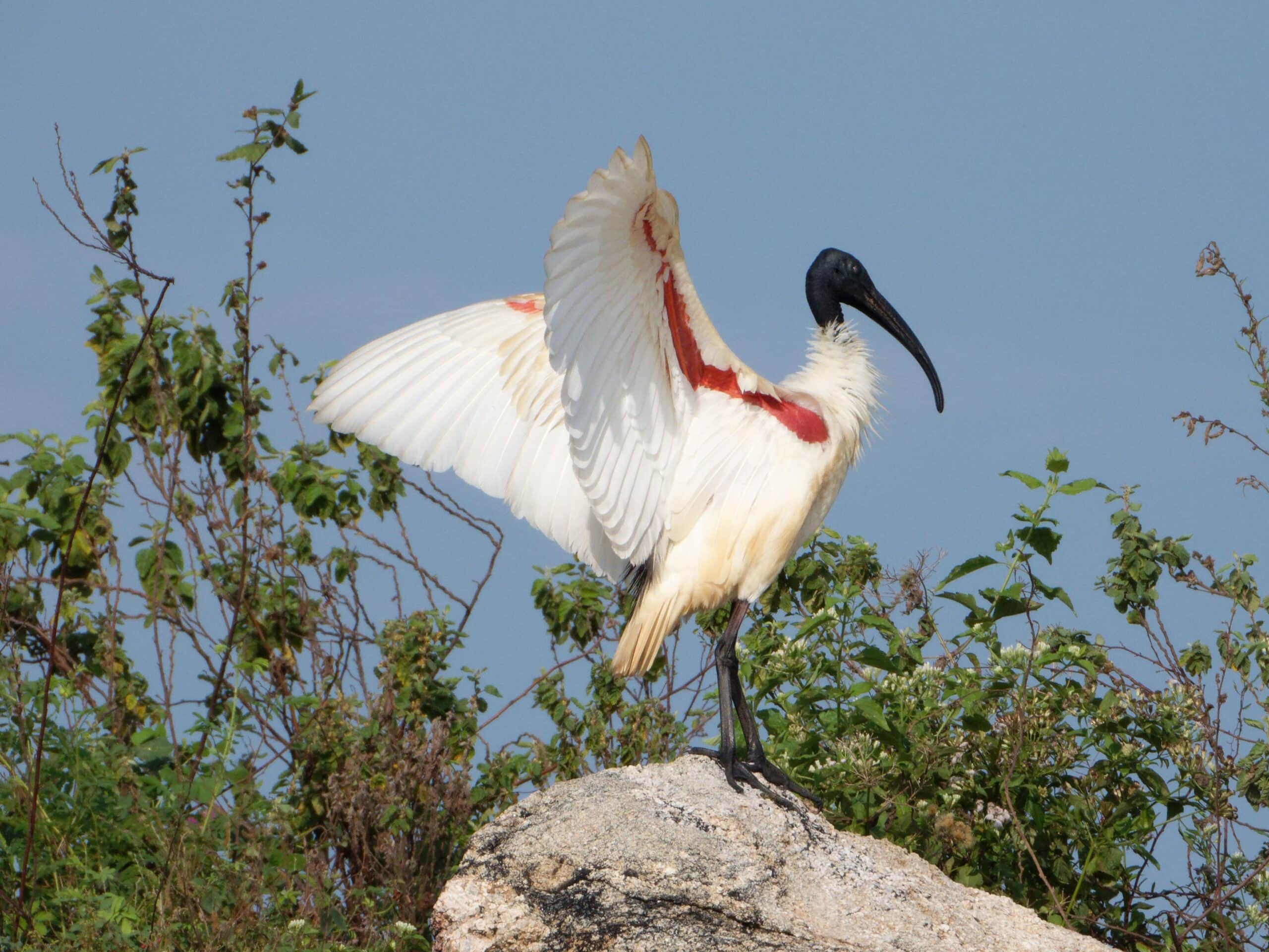 Black Headed Ibis in Gal Oya Black Headed Ibis in Gal Oya