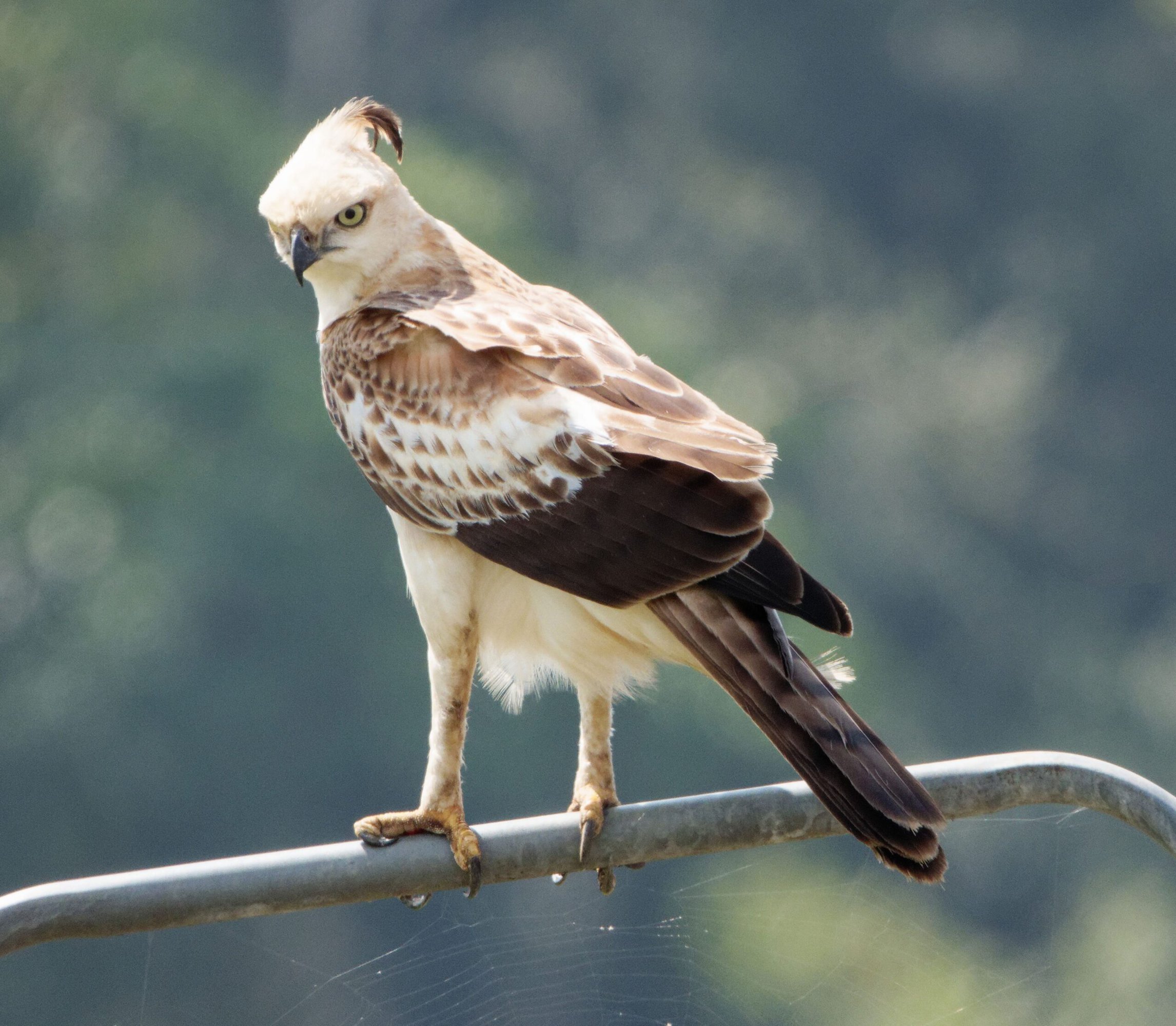 Crested Hawk Eagle Gal Oya Crested Hawk Eagle Gal Oya
