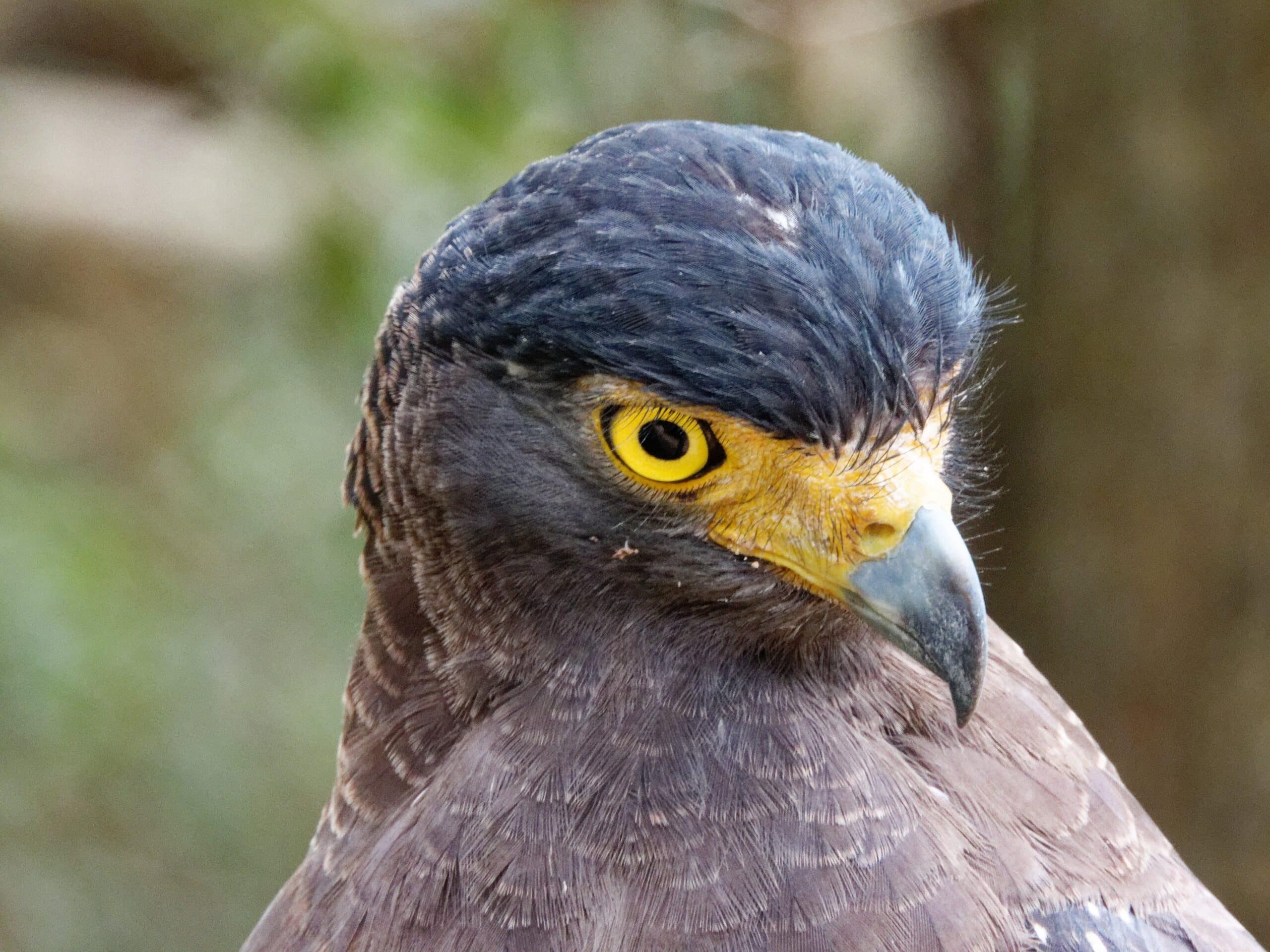 Crested Serpent Eagle Wilpattu Crested Serpent Eagle Wilpattu