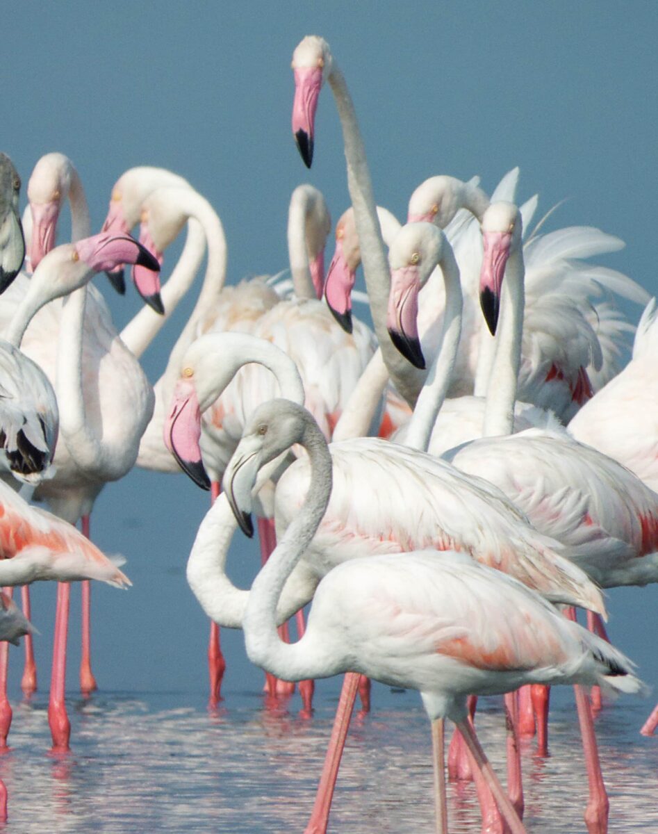 Flamingos in Jaffna; north Sri Lanka Flamingos in Jaffna; north Sri Lanka
