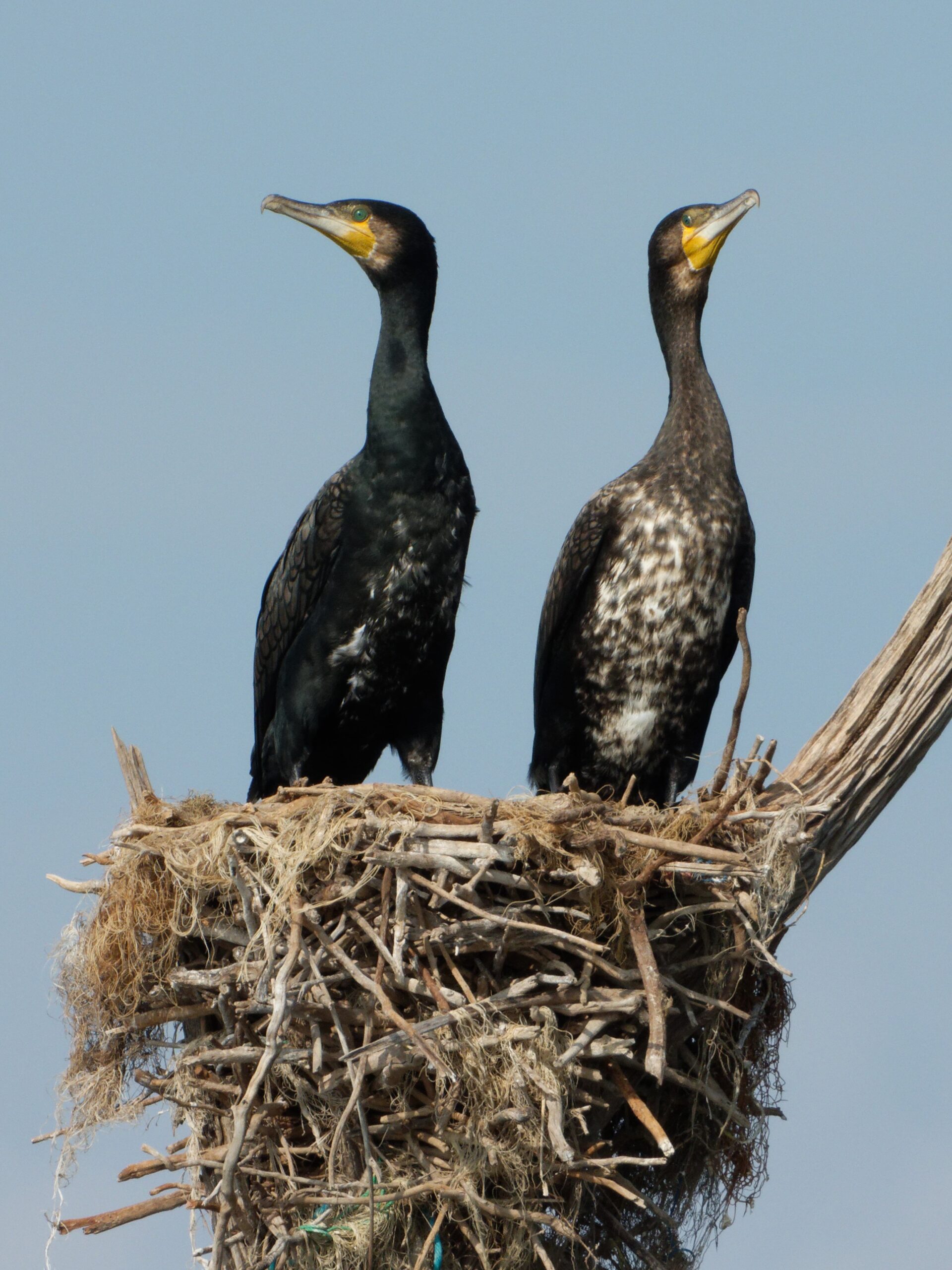 Great Cormorant Gal Oya Great Cormorant Gal Oya