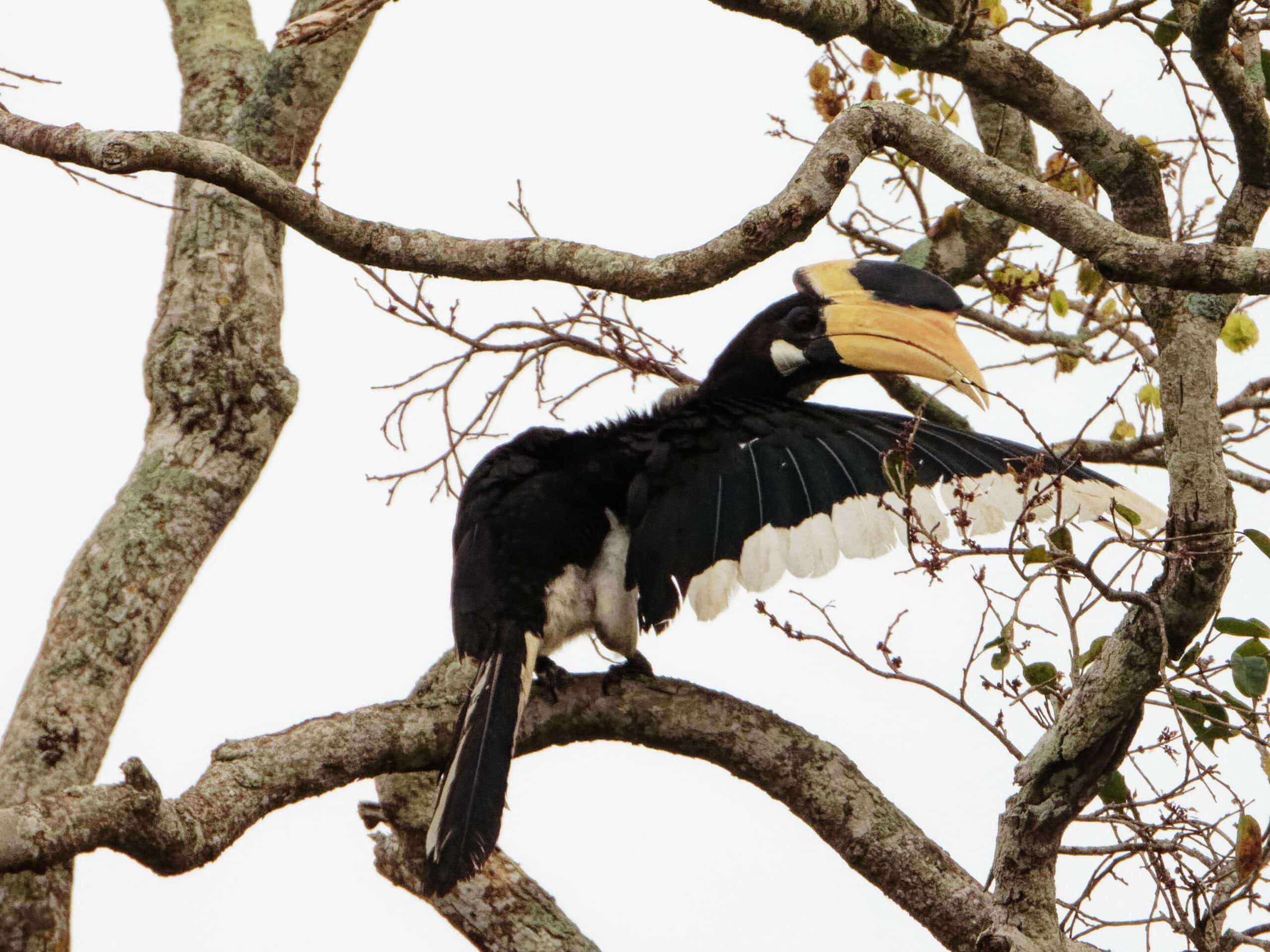 Oriental Pied Hornbill Wilpattu Oriental Pied Hornbill Wilpattu