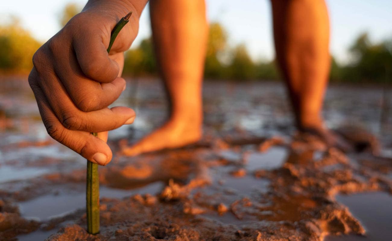 SeaTrees SeaTrees regenerates ocean health by planting and protecting ‘blue-carbon’ coastal ecosystems around the world.