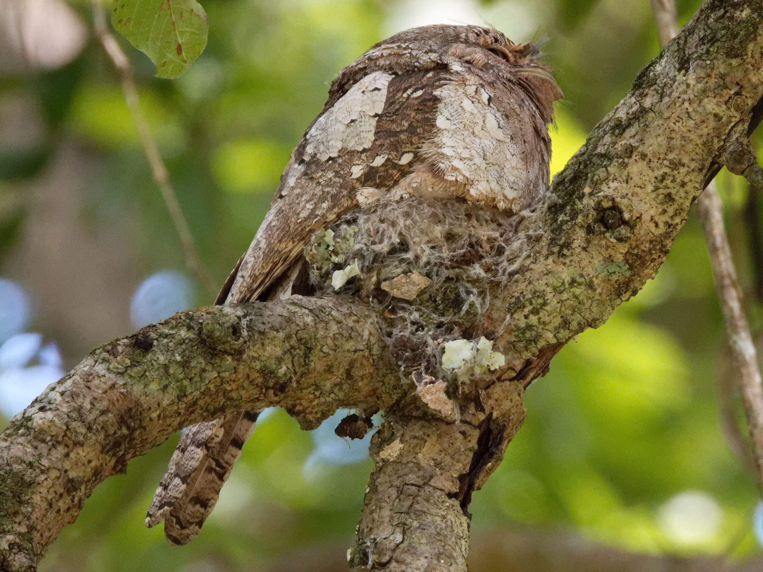 Sri Lankan Frogmouth on nest Gal Oya Sri Lankan Frogmouth on nest Gal Oya