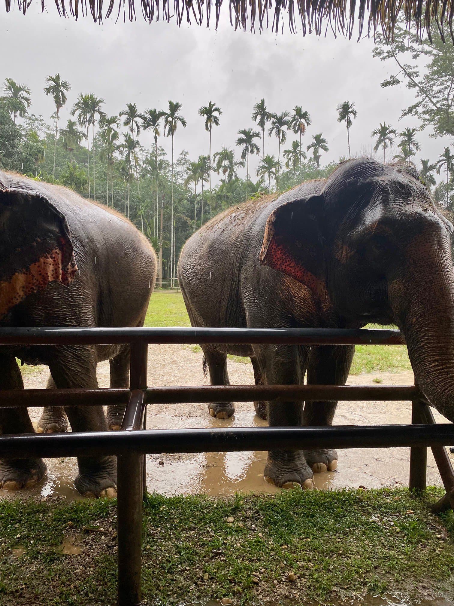 Resident Elephants at Elephant Hills in Khao Sok National Park Resident Elephants at Elephant Hills in Khao Sok National Park