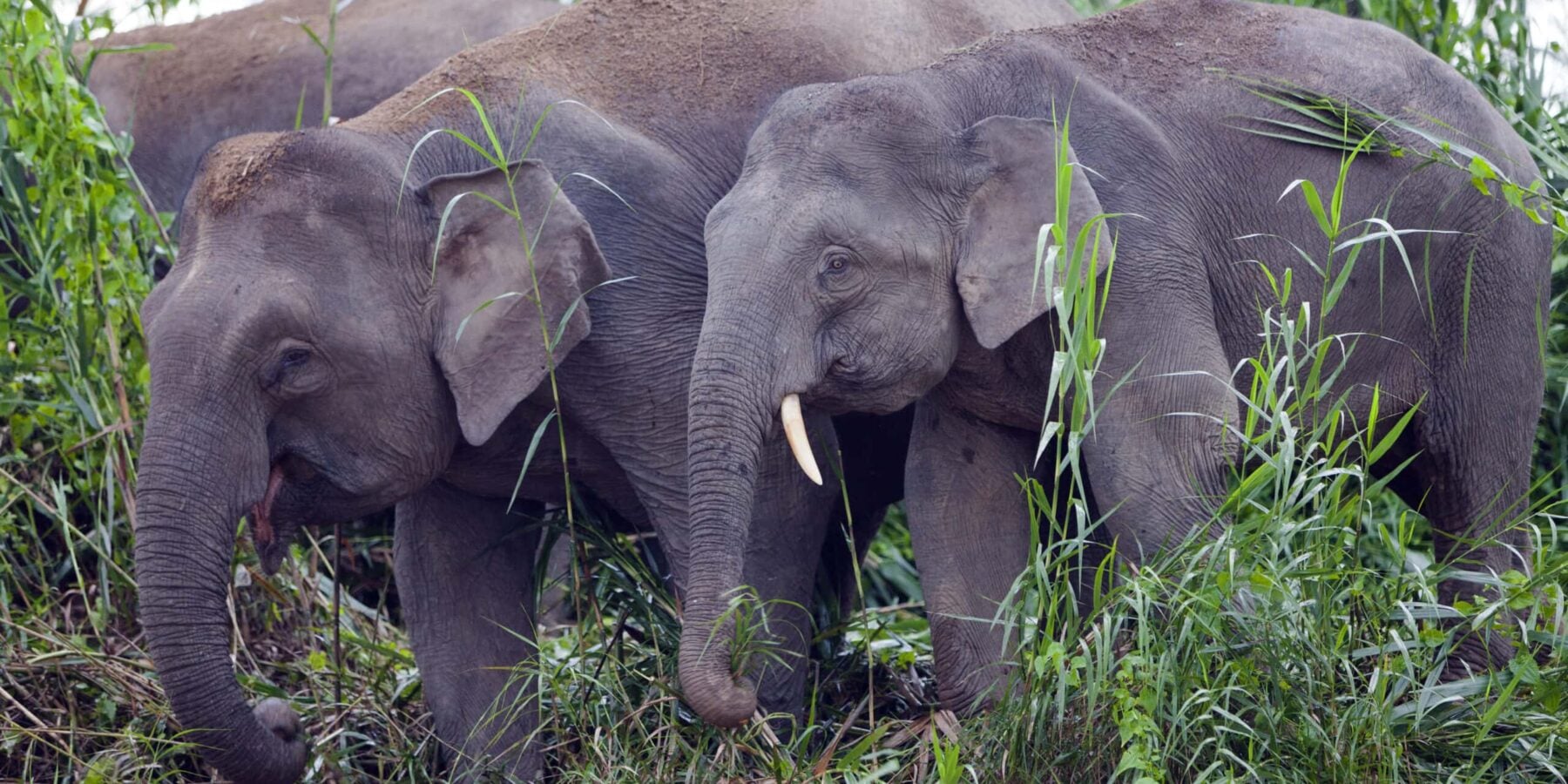 Pygmy elephants on the Kinabatangan River, Sabah. Pygmy elephants on the Kinabatangan River, Sabah.