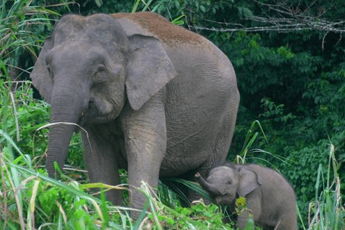 Pygmy elephant Matriarch Pygmy Elephant with a calf raising its trunk in Borneo.