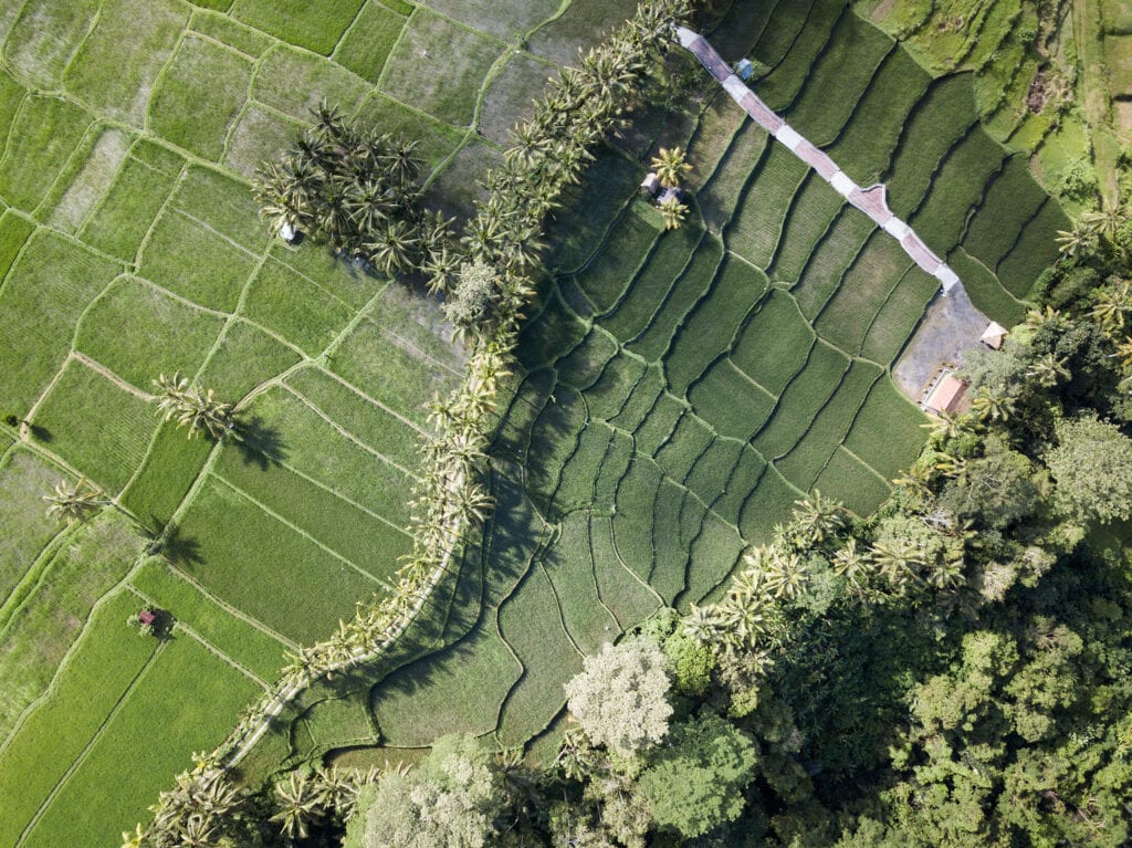 Rice Paddy Cambodia Rice Paddy Cambodia