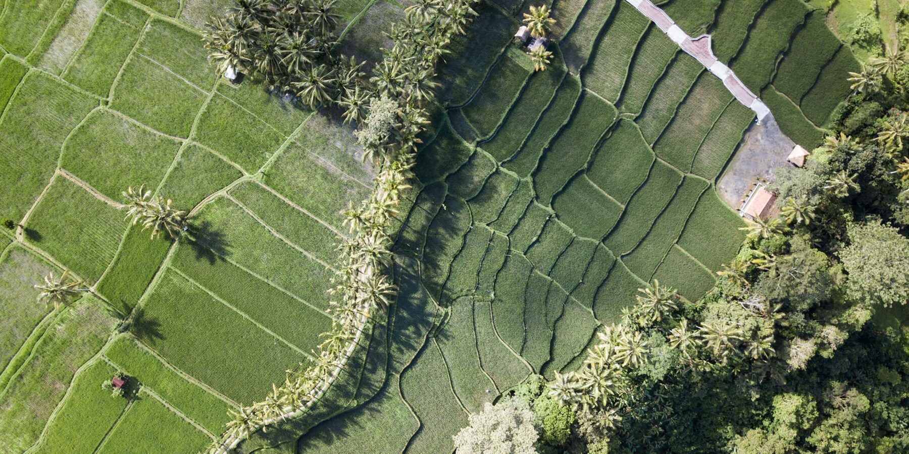 Rice Paddy Cambodia Rice Paddy Cambodia