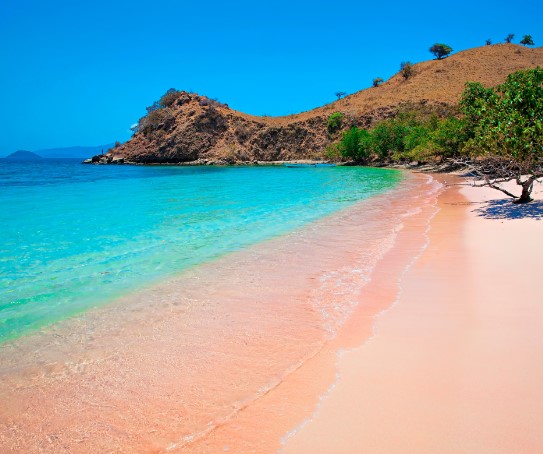 Pink sand beach in Komodo National Park in Indonesia Pink sand beach in Komodo National Park in Indonesia