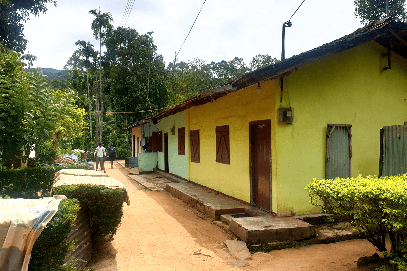 Thushni Pekoe Trail