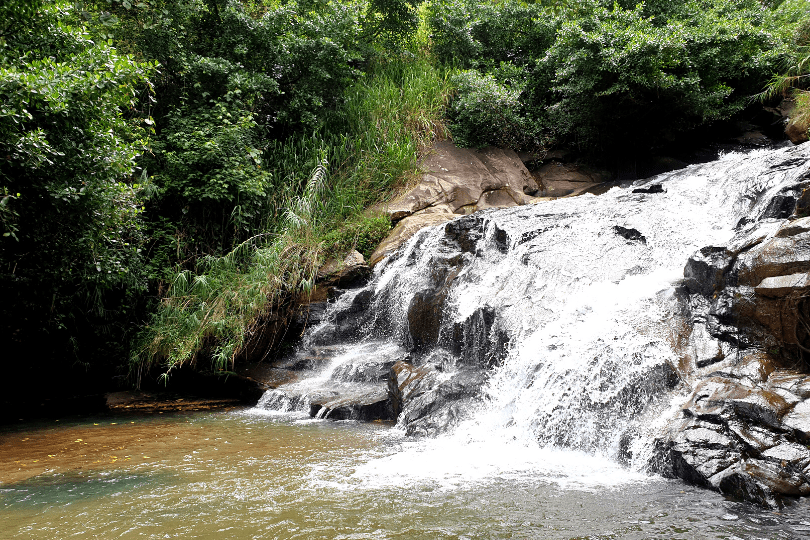 Thushni Pekoe Trail