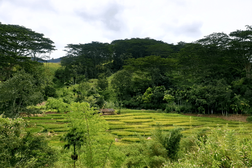 Thushni Pekoe Trail