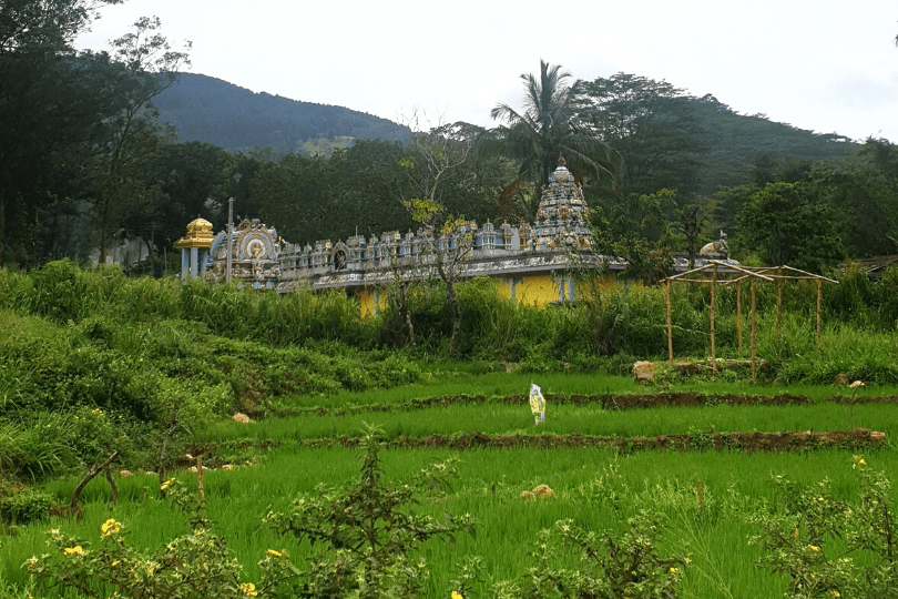 Thushni Pekoe Trail